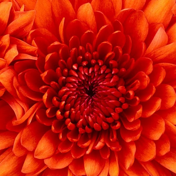 Meet your Posher, Sarah - Picture 1 of 1